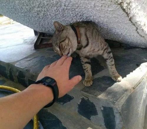 娱乐吃瓜酱流浪猫小菊,娱乐吃瓜酱的温馨故事 第2张 娱乐吃瓜酱流浪猫小菊,娱乐吃瓜酱的温馨故事 第2张